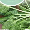 Horti tops zaden snijbiet groene gewone