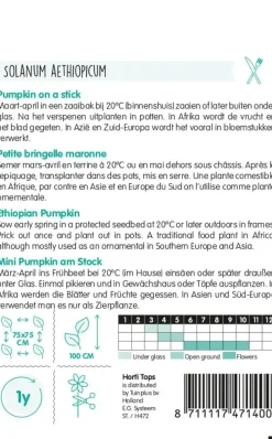 Horti tops zaden solanum, pumpkin on a stick