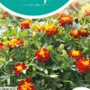 Horti tops zaden tagetes, lage afrikaan petite harmony