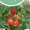 Horti tops zaden tomaten maja -balkontomaat