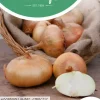 Horti tops zaden uien noordhollandse strogele