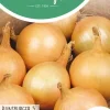 Horti tops zaden uien rijnsburger, bolronde gele