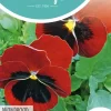 Horti tops zaden viola, viool avondrood