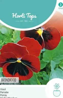 Horti tops zaden viola, viool avondrood