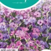 Horti tops zaden Viscaria Patio Mixture