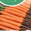 Horti tops zaden wortelen amsterdamse bak