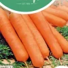 Horti tops zaden wortelen nantes