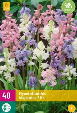 Hyacinthoides hispanica Mix 40 stuks