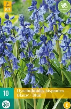 Hyacinthoides hisp. blauw 10 stuks