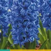 Hyacinthus Blue Jacket 5 hyacintenbollen