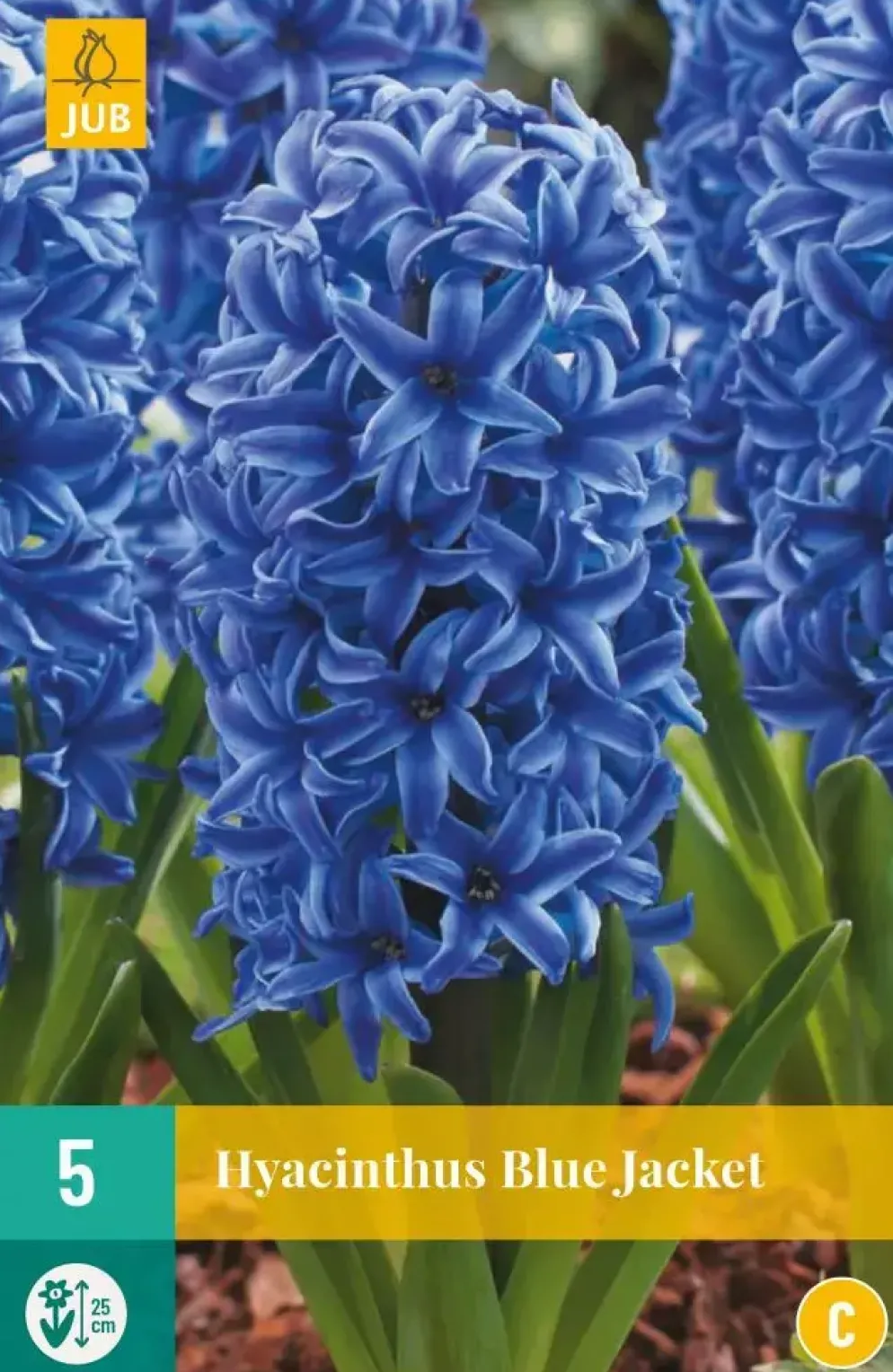 Hyacinthus Blue Jacket 5 hyacintenbollen