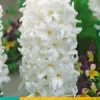 Hyacinthus Carnegie 5 hyacintenbollen