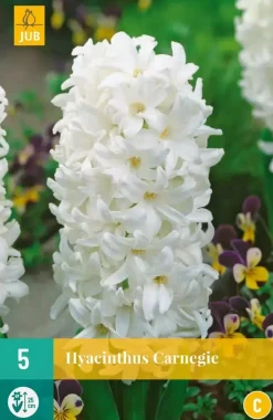 Hyacinthus Carnegie 5 hyacintenbollen