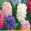 Hyacinthus mix 5 hyacintenbollen