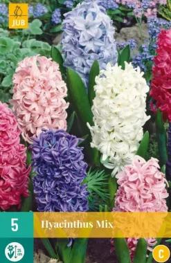 Hyacinthus mix 5 hyacintenbollen