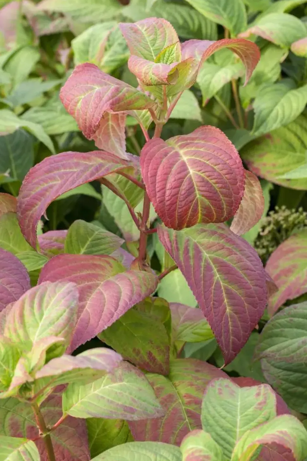 Hydrangea macrophylla (Hortensia)