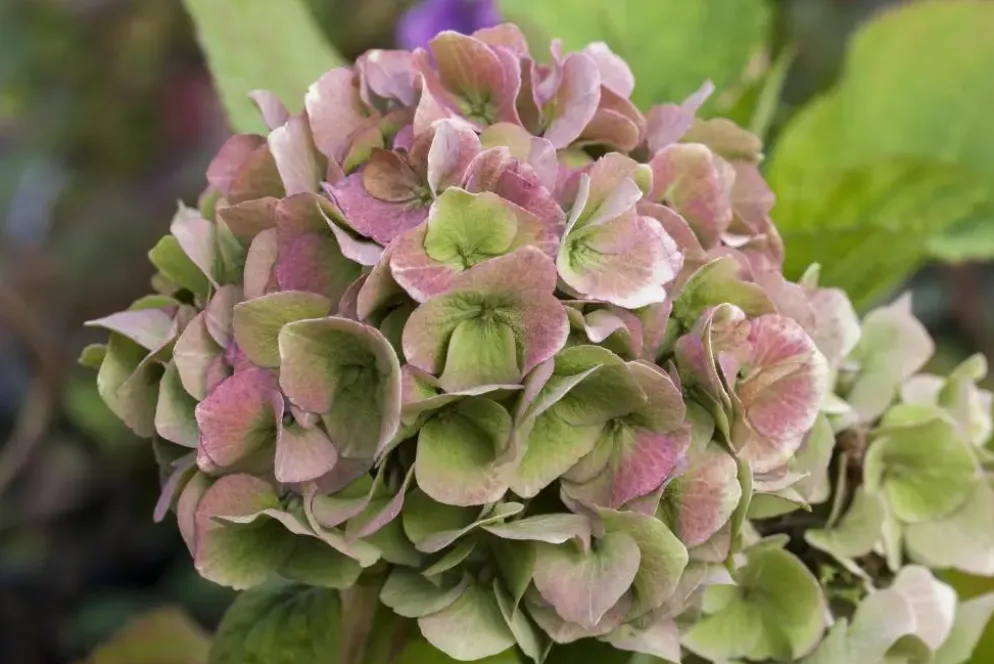 Hydrangea macrophylla (Hortensia)