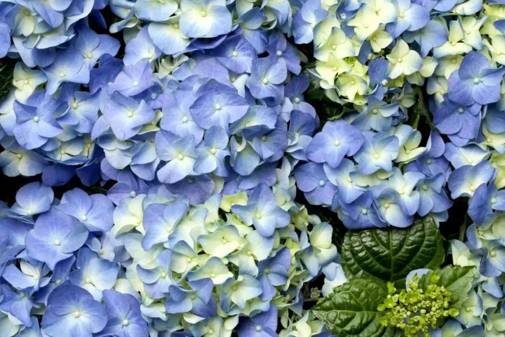 Hydrangea macrophylla (Hortensia)