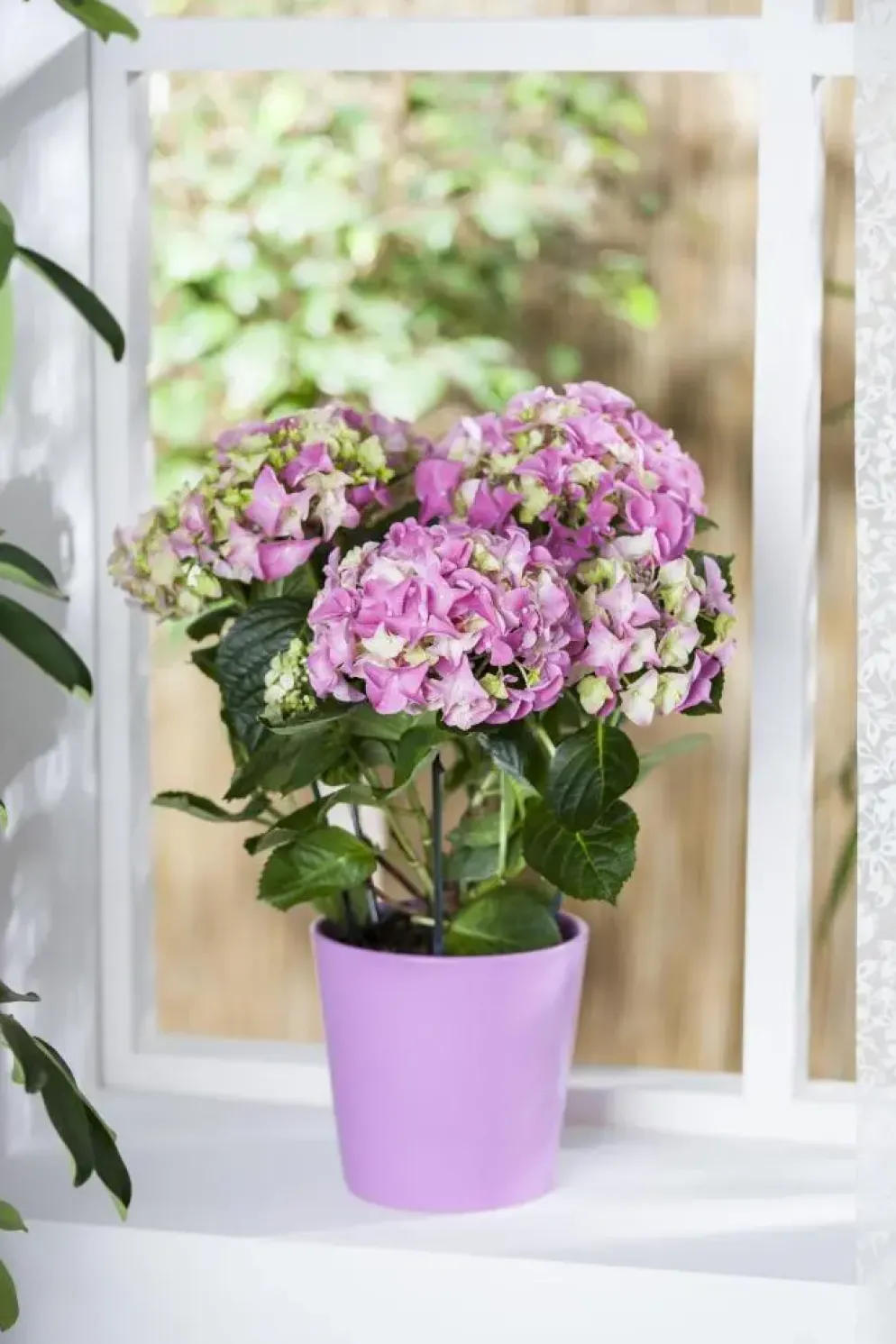 Hydrangea macrophylla (Hortensia)