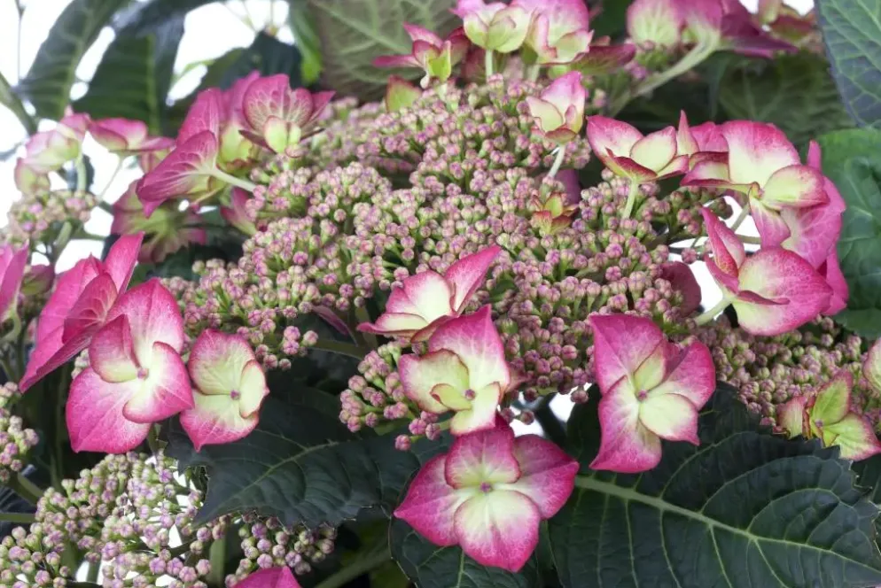 Hydrangea macrophylla (Hortensia)