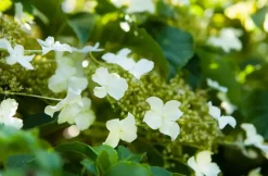 Hydrangea petiolaris (Hortensia)
