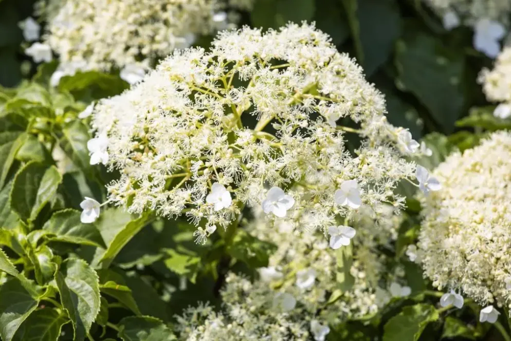 Hydrangea petiolaris (Hortensia)
