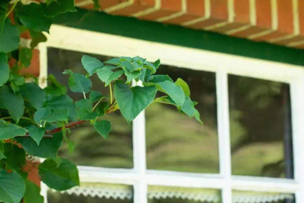 Hydrangea petiolaris (Hortensia)
