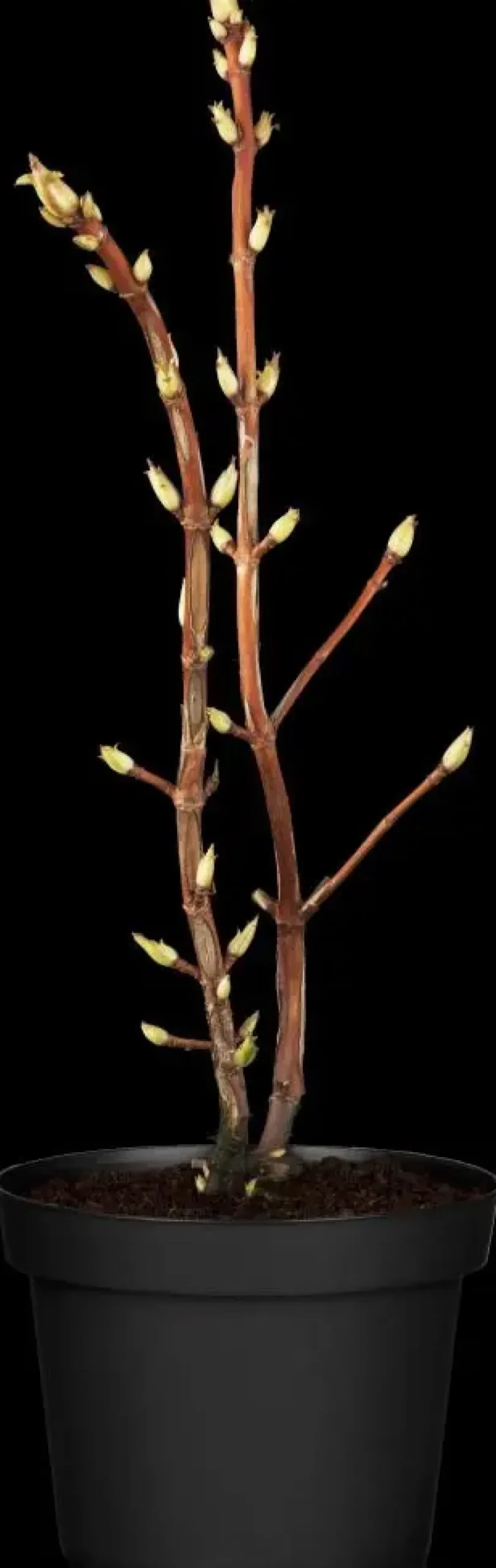 Hydrangea petiolaris (Hortensia)