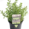 Hyssopus officinalis (hyssop) 15cm