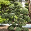 Ilex crenata, Bonsai (Japanse hulst)