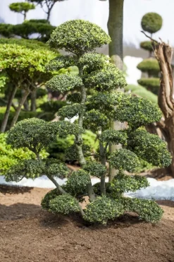Ilex crenata, Bonsai (Japanse hulst)