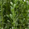Ilex crenata 'Caroline Upright' (Japanse hulst 'Caroline Upright')