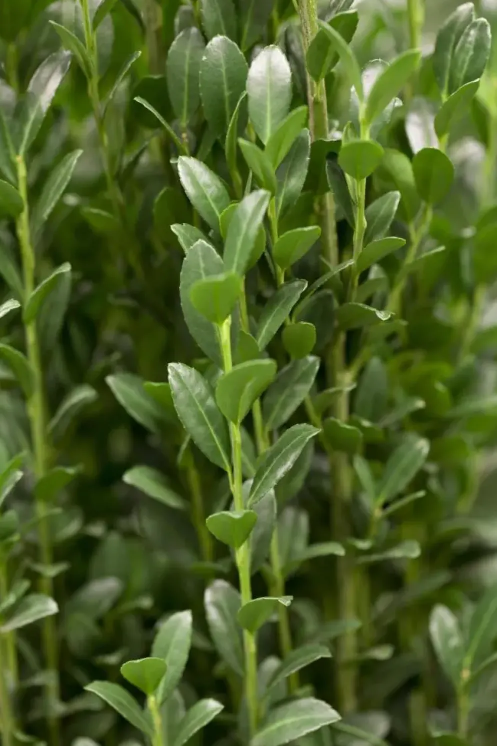 Ilex crenata 'Caroline Upright' (Japanse hulst 'Caroline Upright')