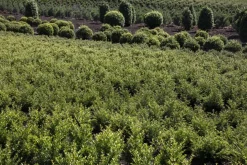 Ilex crenata (Japanse hulst)