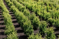 Ilex crenata (Japanse hulst)