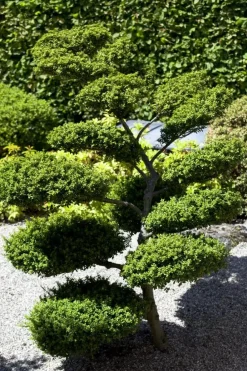 Ilex crenata (Japanse hulst)