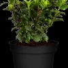 Ilex meserveae 'Little Rascal'® (Hulst 'Little Rascal')