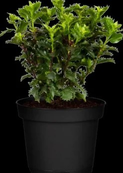Ilex meserveae 'Little Rascal'® (Hulst 'Little Rascal')