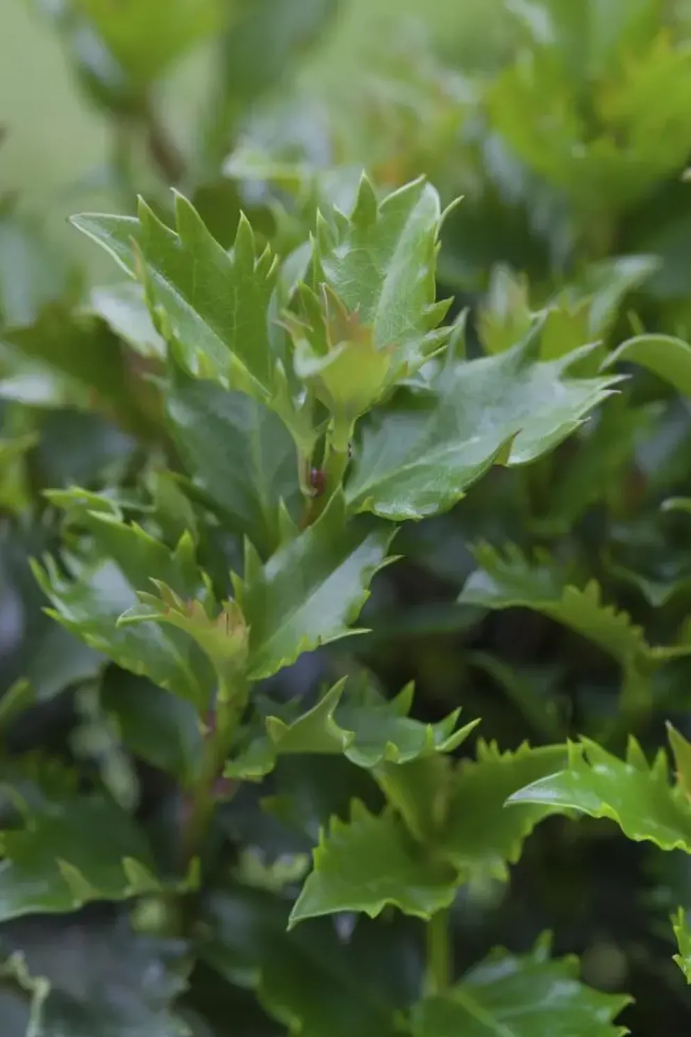 Ilex meserveae 'Little Rascal'® (Hulst 'Little Rascal')