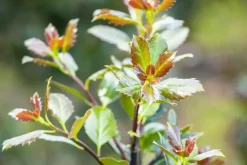 Ilex meserveae 'Little Rascal'® (Hulst 'Little Rascal')
