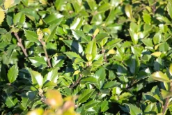 Ilex meserveae 'Little Rascal'® (Hulst 'Little Rascal')
