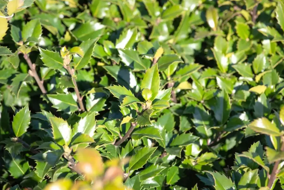 Ilex meserveae 'Little Rascal'® (Hulst 'Little Rascal')