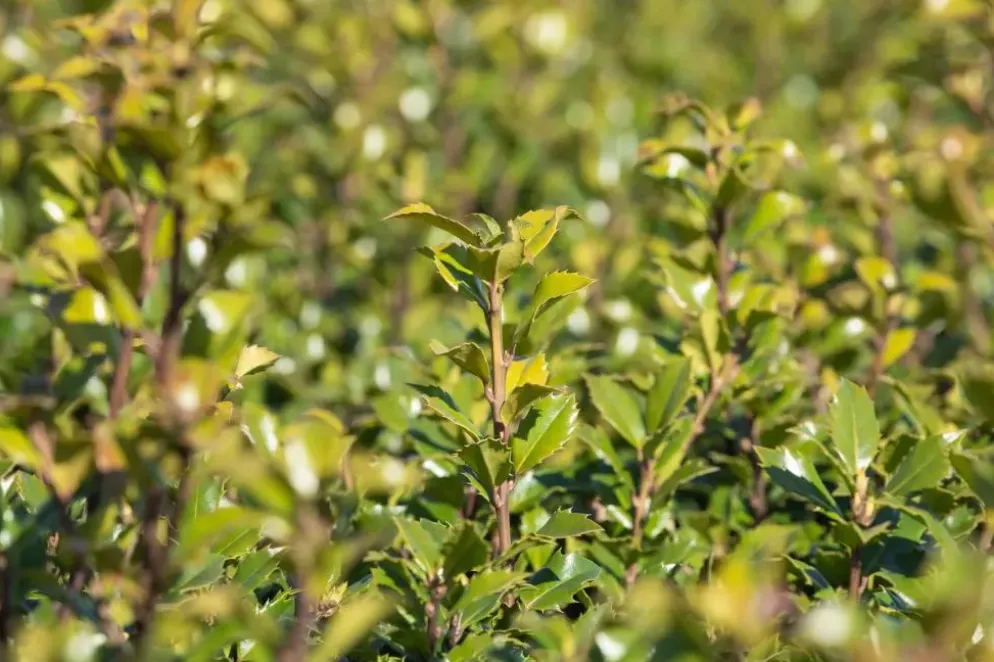 Ilex meserveae 'Little Rascal'® (Hulst 'Little Rascal')