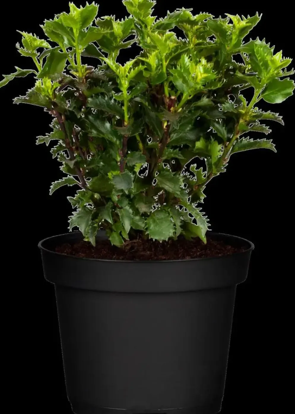 Ilex meserveae 'Little Rascal'® (Hulst 'Little Rascal')