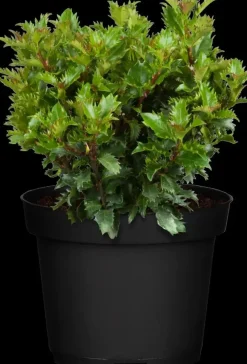 Ilex meserveae 'Little Rascal'® (Hulst 'Little Rascal')