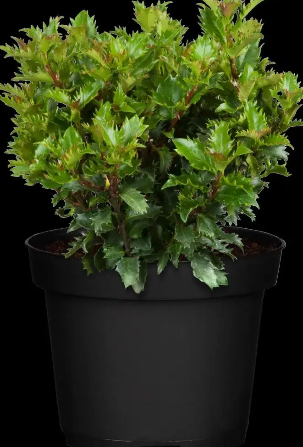 Ilex meserveae 'Little Rascal'® (Hulst 'Little Rascal')
