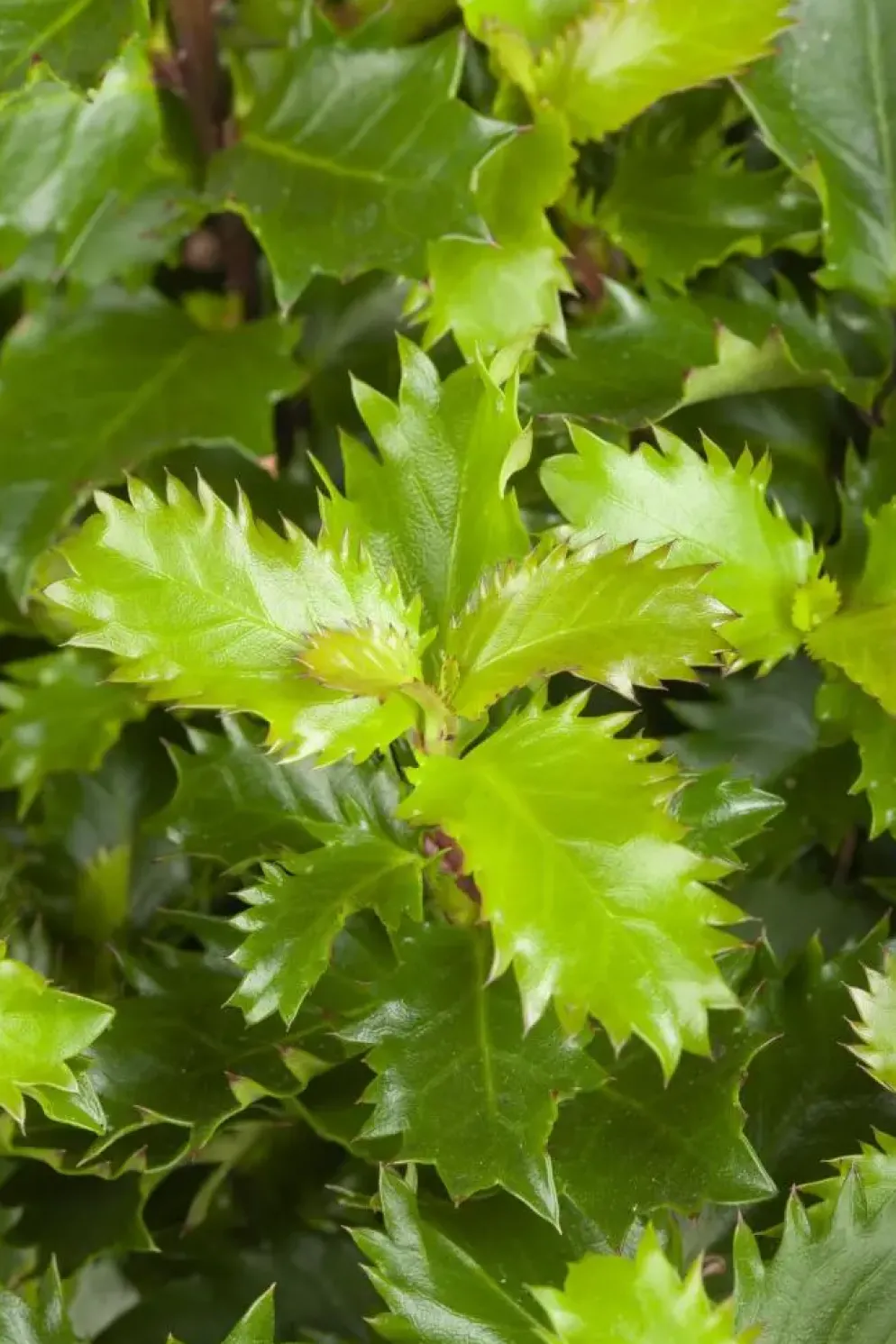 Ilex meserveae 'Little Rascal'® (Hulst 'Little Rascal')