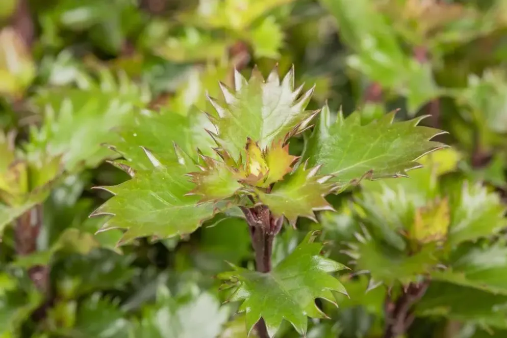 Ilex meserveae 'Little Rascal'® (Hulst 'Little Rascal')