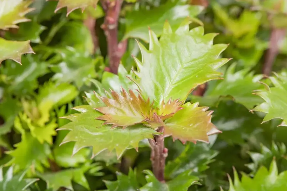 Ilex meserveae 'Little Rascal'® (Hulst 'Little Rascal')