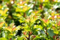 Ilex meserveae 'Little Rascal'® (Hulst 'Little Rascal')